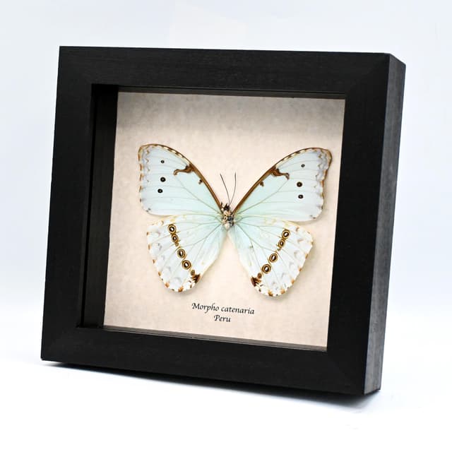 Real pale green Morpho butterfly framed taxidermy - Morpho catenaria