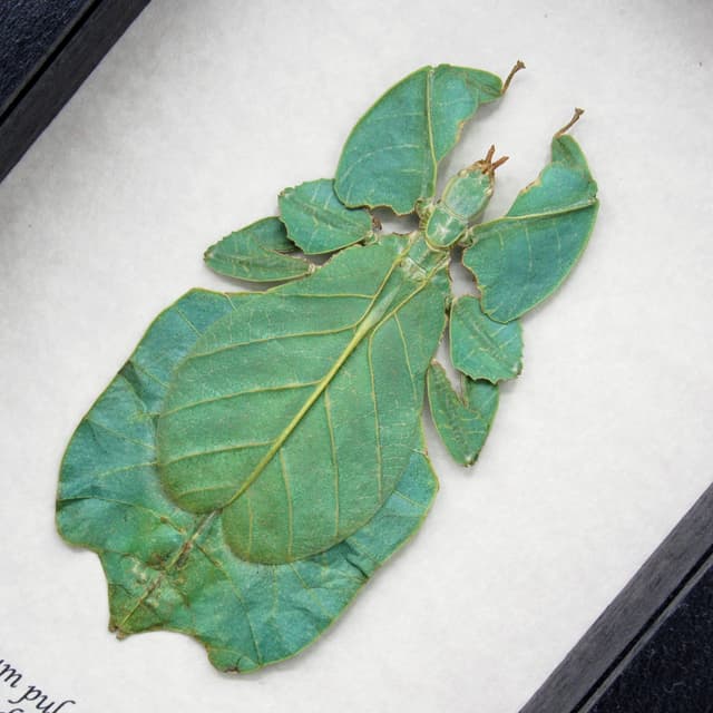 Real leaf insect framed taxidermy - Phyllium pulchrifolium