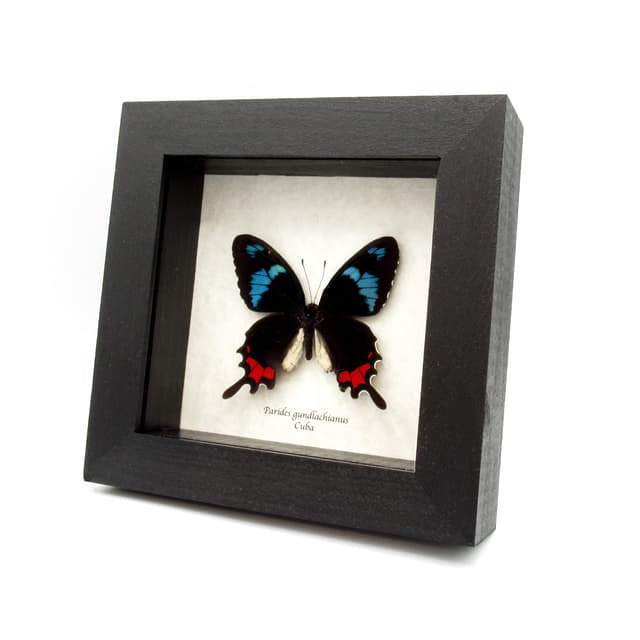Very rare real blue Cattleheart butterfly framed taxidermy - Parides gundlachianus - female - minor damage