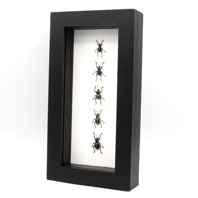 WEEVIL MANIA - real framed metallic weevil beetle collection