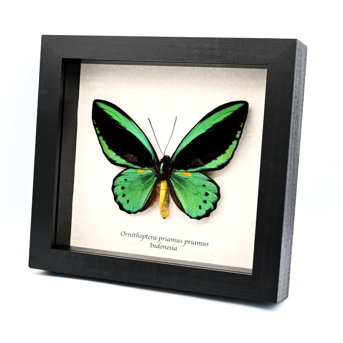 Rare XL green Birdwing butterfly framed taxidermy - Ornithoptera priamus priamus