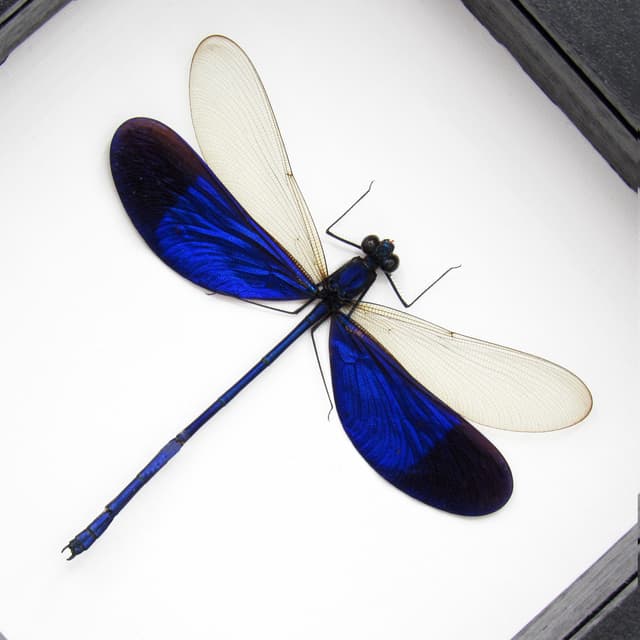 Real large Blue Damselfly Dragonfly framed taxidermy - Neurobases kaupi pavo