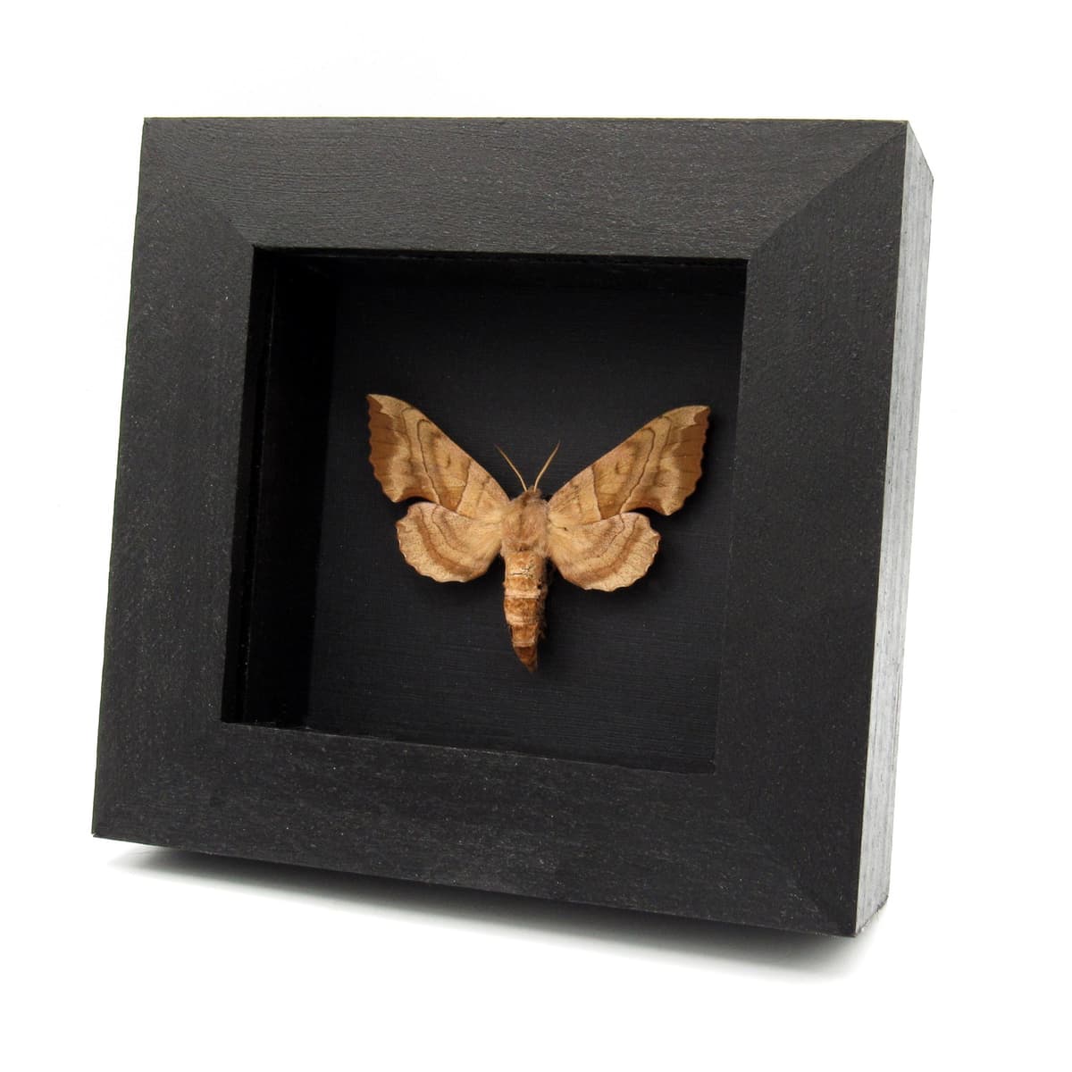 Real Walnut Sphinx moth framed taxidermy - Amorpha juglandis