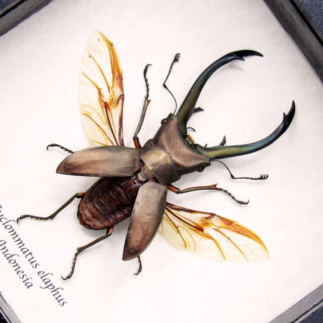 Real giant Stag beetle framed taxidermy - Cyclommatus elaphus