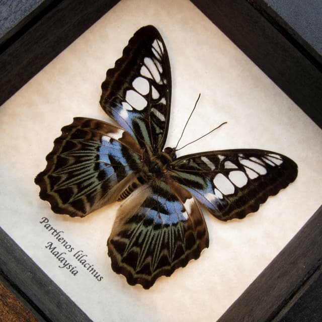 Real framed taxidermy lavender Lilac butterfly - Parthenos lilacinus