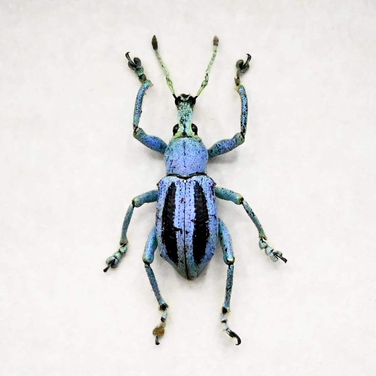 Rare Weevil beetle framed taxidermy - Eupholus marilaurea