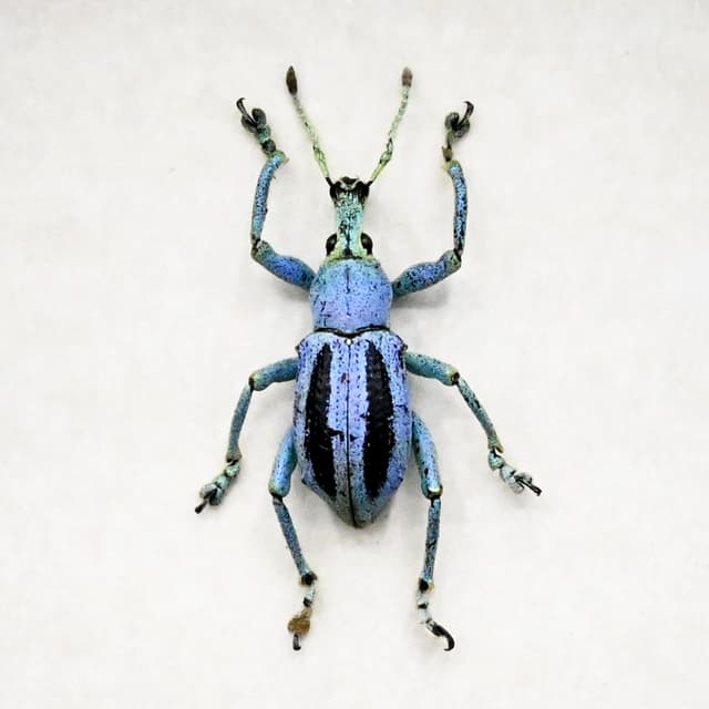 Rare Weevil beetle framed taxidermy - Eupholus marilaurea