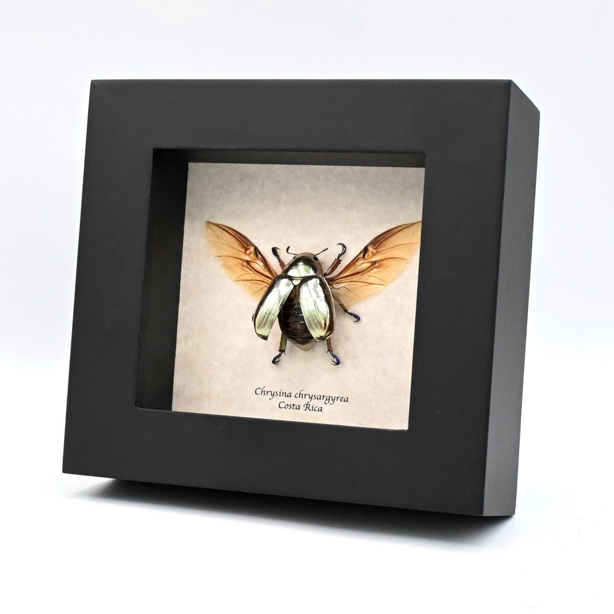 Rare silver Jewel beetle framed taxidermy - Chrysina chrysargyrea