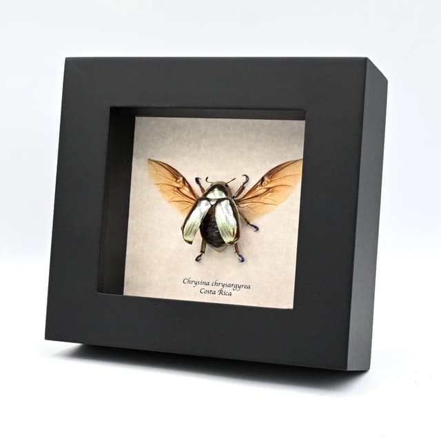Rare silver Jewel beetle framed taxidermy - Chrysina chrysargyrea
