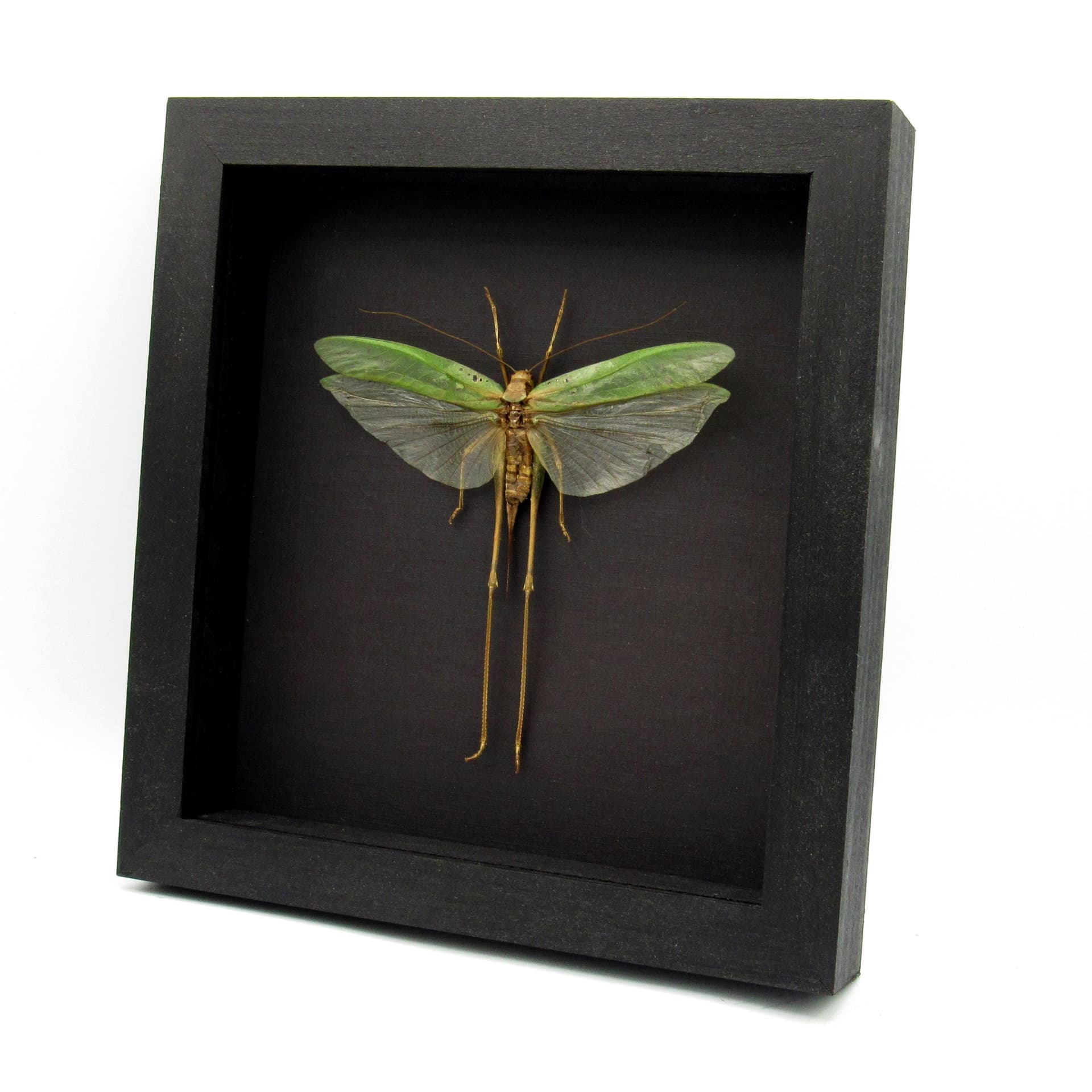 Real giant Katydid framed - Tettigoniidae species