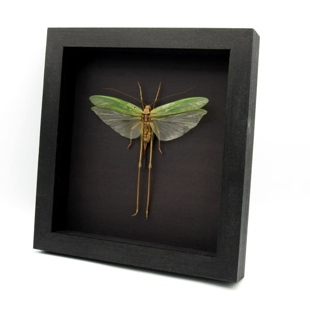 Real giant Katydid framed - Tettigoniidae species