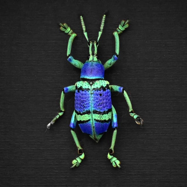 Rare glitter Weevil framed taxidermy - Eupholus schoenherrii schoenherrii - very special color form