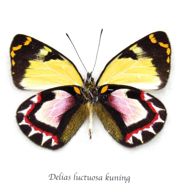 Very rare pink Delias butterfly framed taxidermy - Delias luctuosa kuning