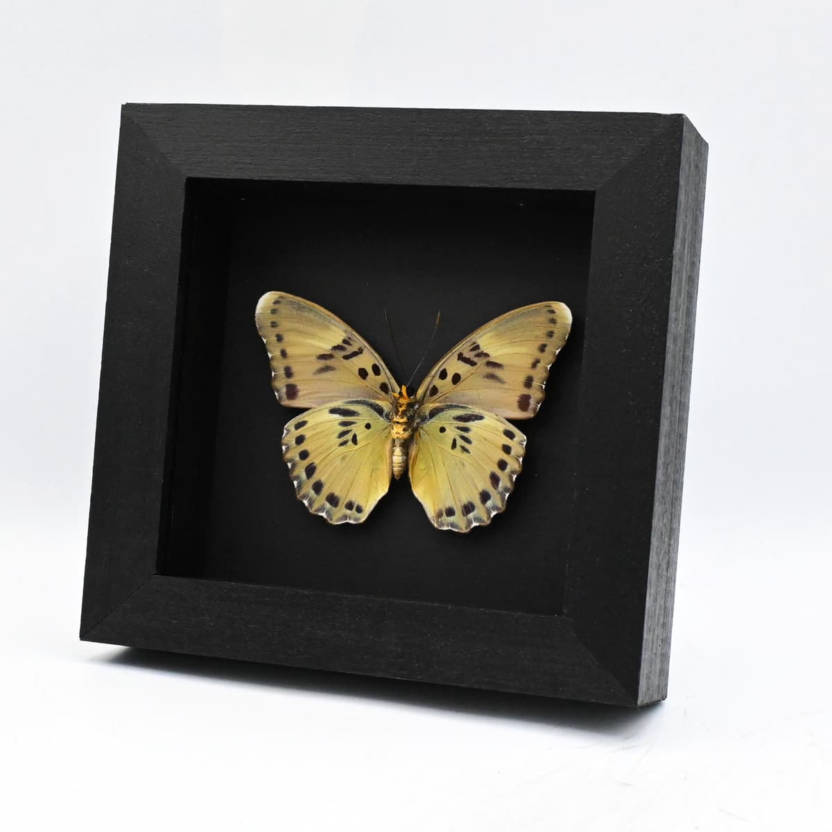 Real green Forester butterfly framed taxidermy - Euphaedra sarita - female