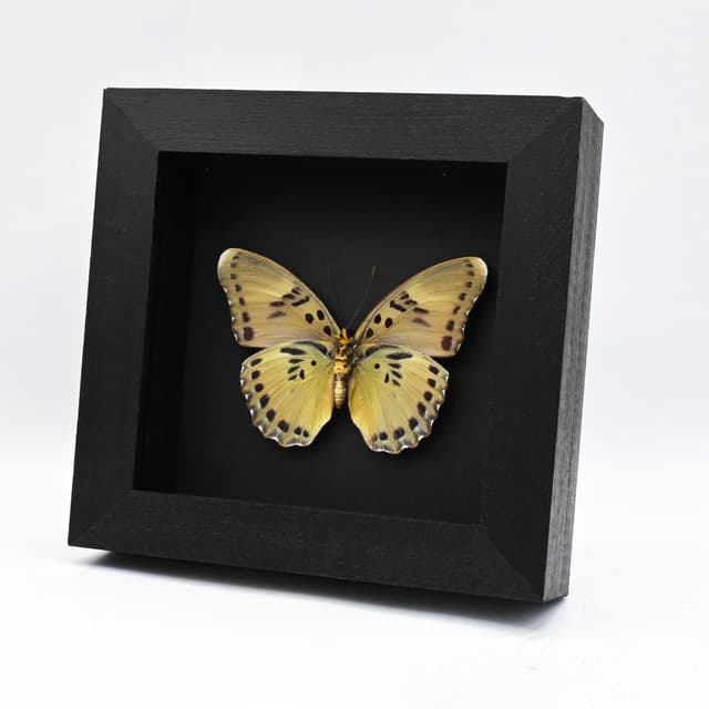Real green Forester butterfly framed taxidermy - Euphaedra sarita - female