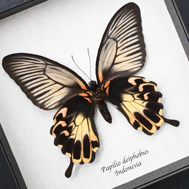 Rare Giant pink Swallowtail butterfly framed taxidermy - Papilio deiphobus - female
