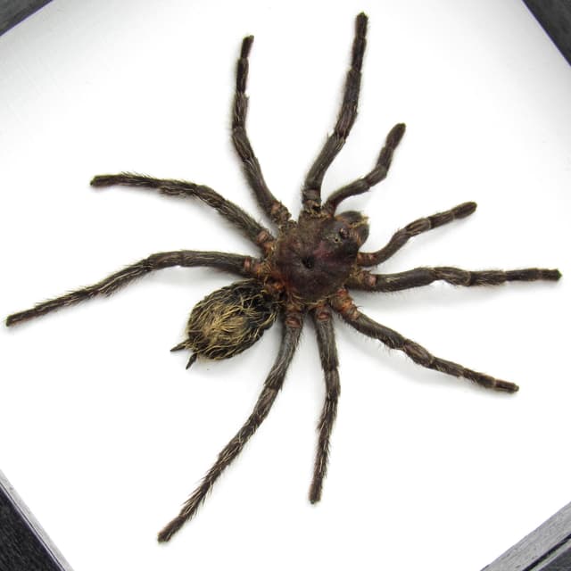 Real hairy Tarantula framed taxidermy - Hapalotremus carabaya