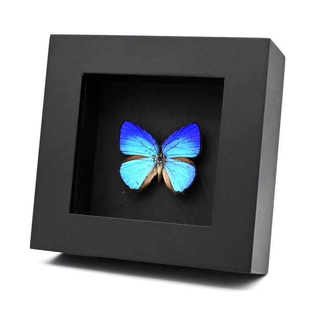 Real iridescent blue Hairstreak butterfly framed taxidermy - Arhopala aexone