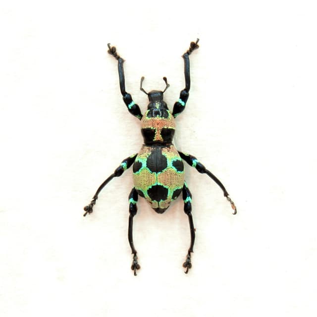WEEVIL MANIA!  Real neon green metallic beetle framed taxidermy - Pachyrhynchus orbifer