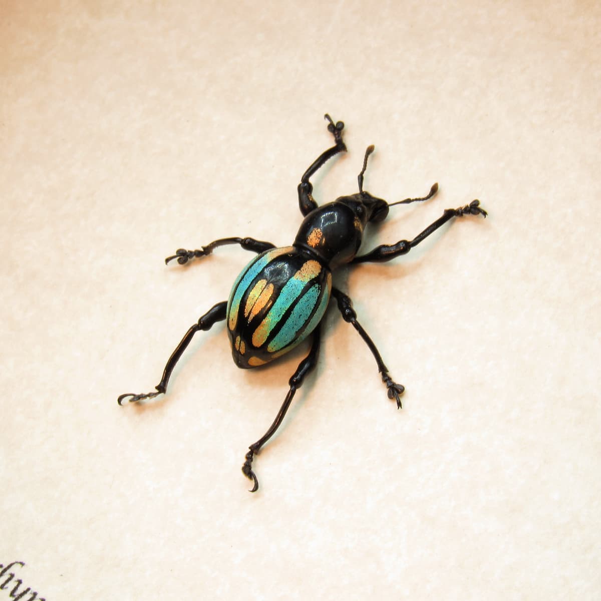 WEEVIL MANIA!  Real framed taxidermy beetle - Pachyrhynchus dohrni