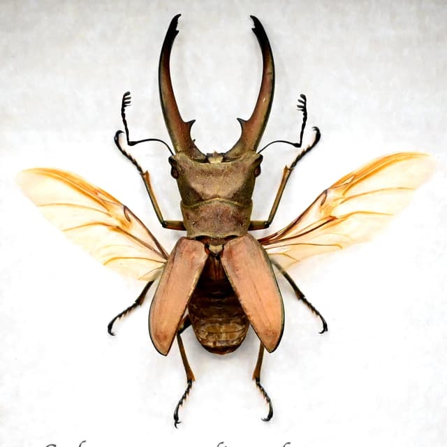 Real Stag beetle framed taxidermy - Cyclommatus canalicatus freygesseneri