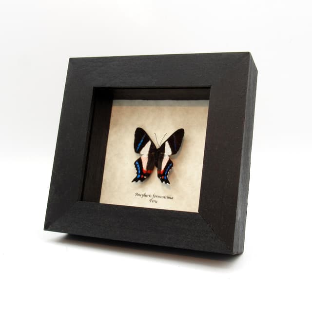 Real metalmark butterfly framed taxidermy - Ancyluris formosissima