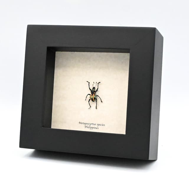 Rare weevil beetle framed specimen - Metapocyrtus species