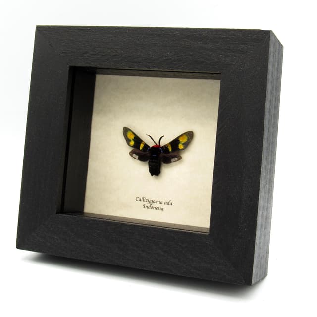 Rare metallic Zygaenid moth framed specimen - Callizygaena ada