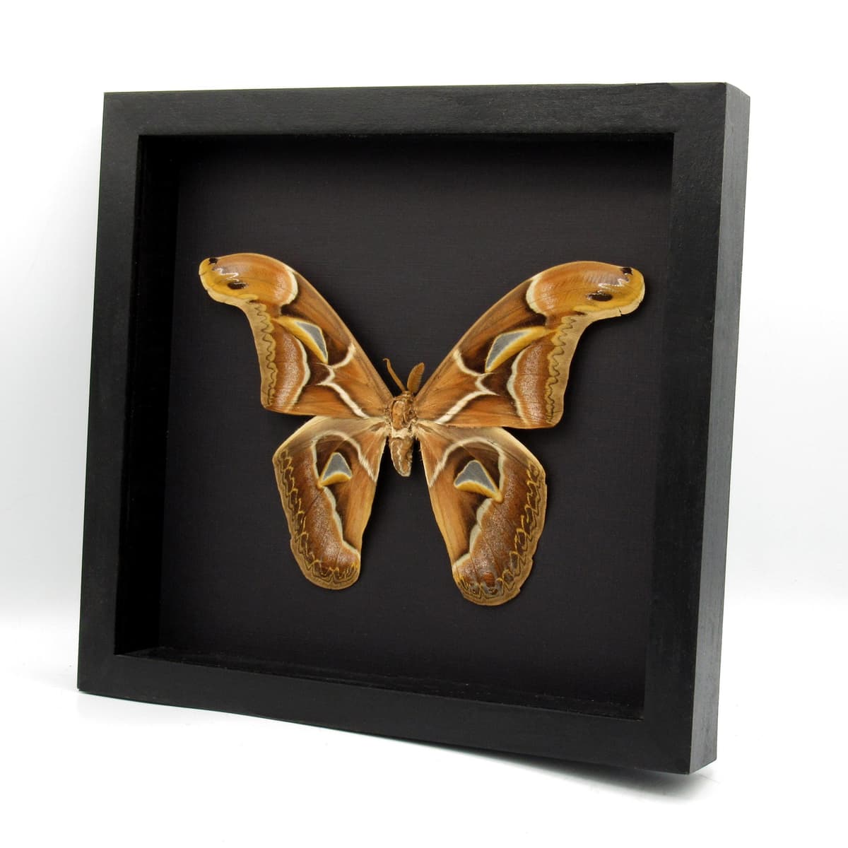 Real XL Saturn moth framed taxidermy - Archaeoattacus edwardsii - 7.5 inch wingspan - minor damage