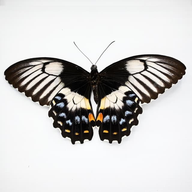 Real XL framed taxidermy butterfly - Papilio gambrisius - female - Victorian mount - 7 inch wingspan