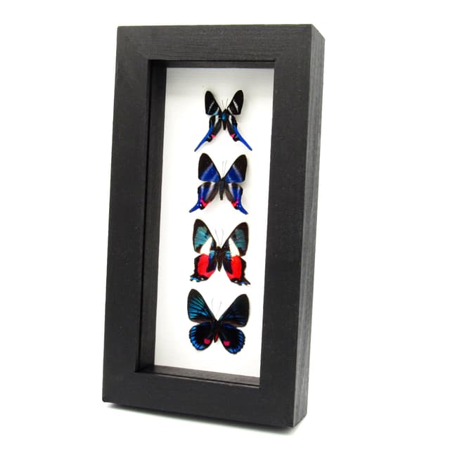 Real framed Metalmark butterfly specimen collection