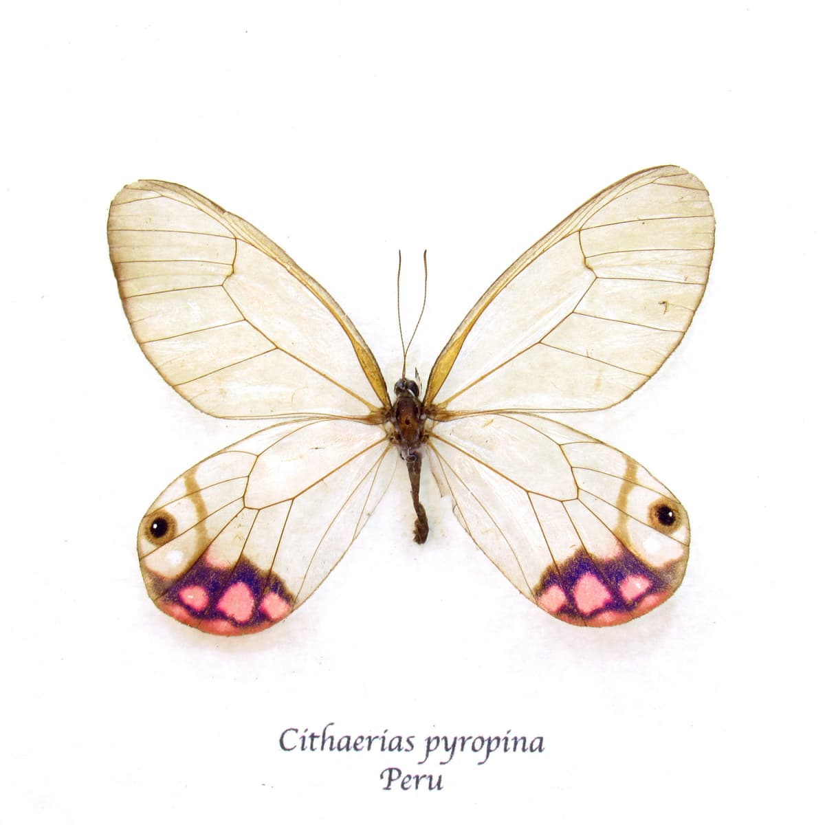 Rare pink female glasswing butterfly framed taxidermy - Cithaerias pyropina