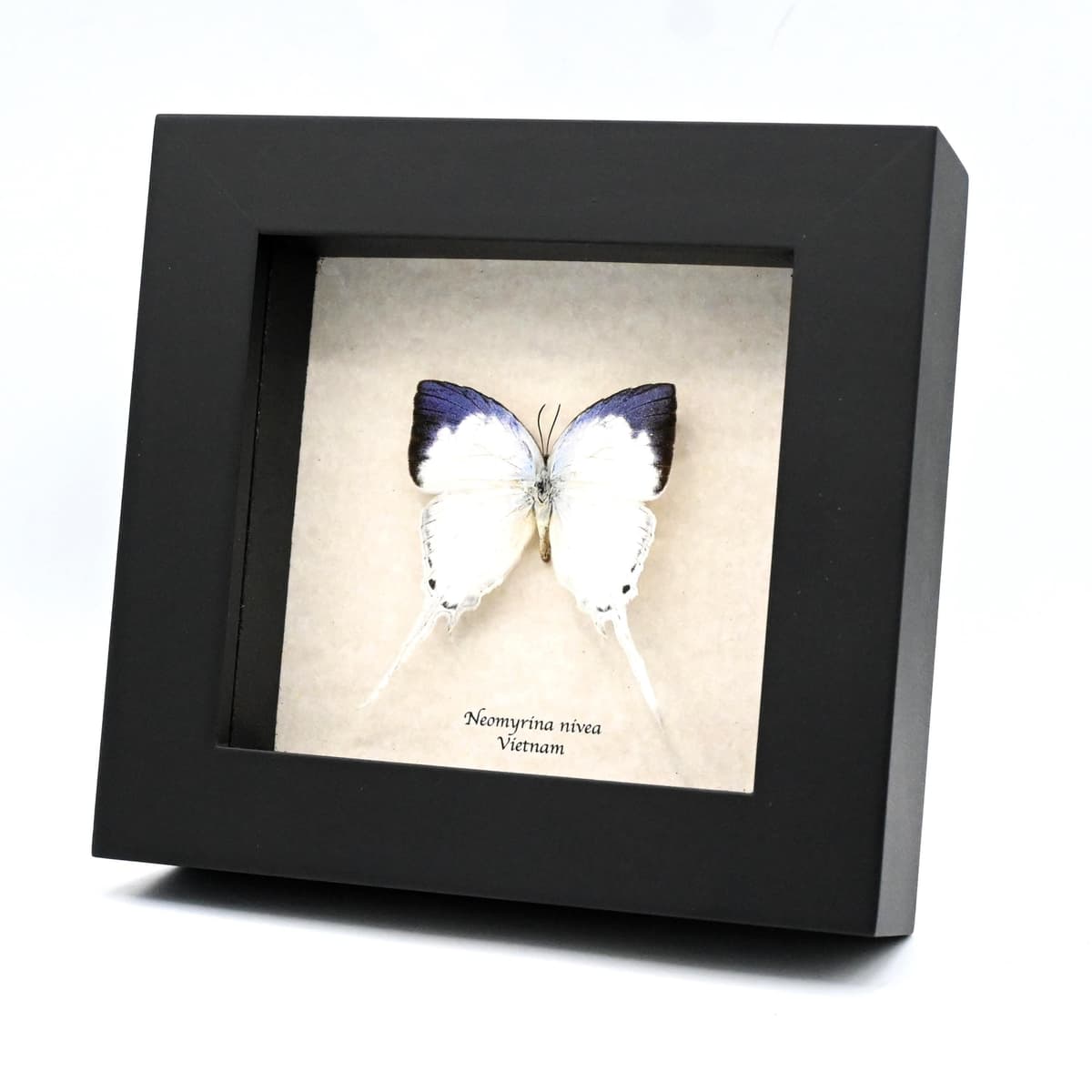 Real large Purple Tip hairstreak butterfly framed taxidermy - Neomyrina nivea