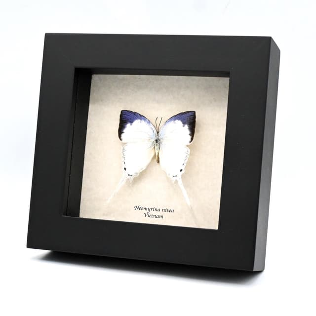 Real large Purple Tip hairstreak butterfly framed taxidermy - Neomyrina nivea