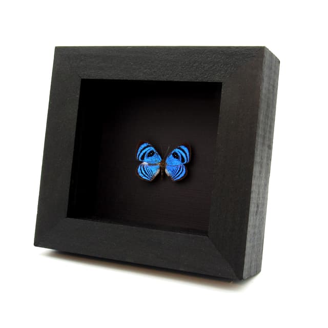 Rare blue Eyemark butterfly framed taxidermy - Semomesia croesus