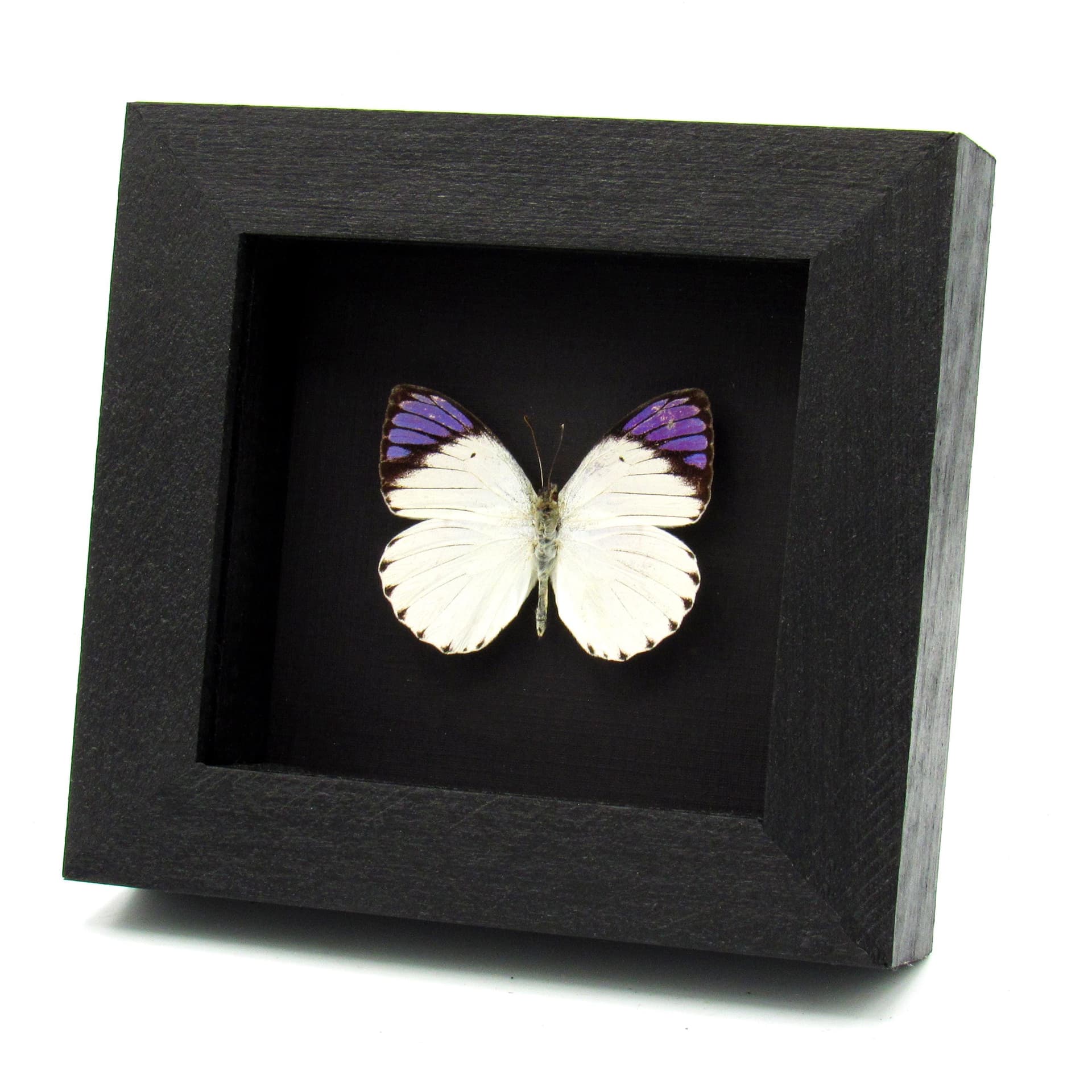 Real Purple Tip butterfly framed taxidermy - Colotis ione