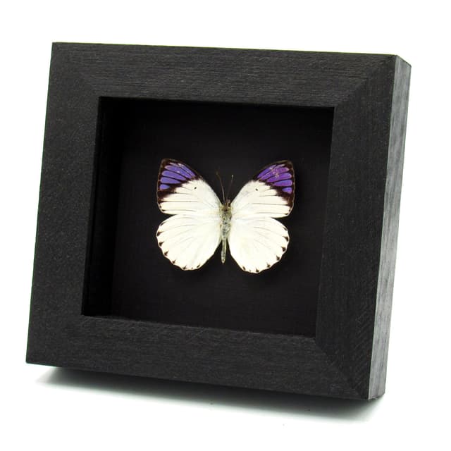Real Purple Tip butterfly framed taxidermy - Colotis ione