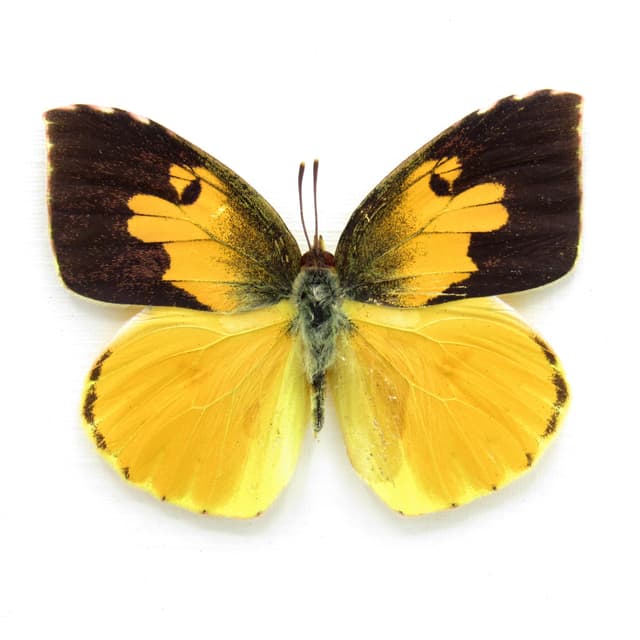 Real California Dogface butterfly framed taxidermy - Zerene eurydice