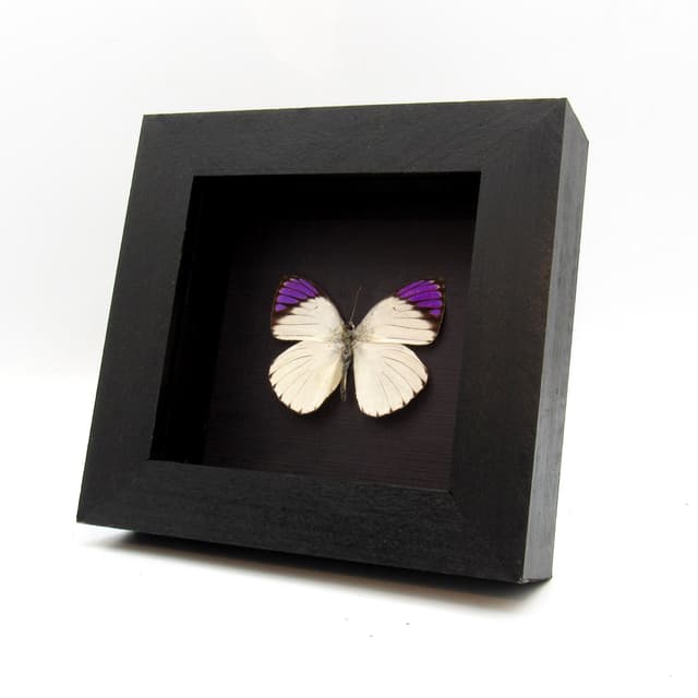 Real Purple Tip butterfly framed taxidermy - Colotis regina