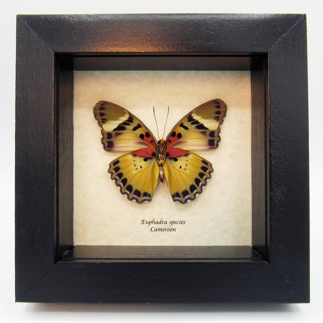 Rare Golden Forester butterfly framed taxidermy - Euphaedra species