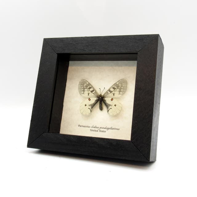 Real White Apollo butterfly framed taxidermy - Parnassius clodius pseudogallatinus