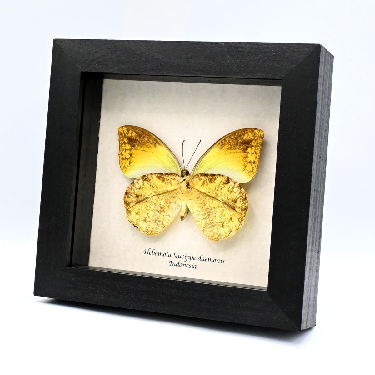 Real yellow Sulphur butterfly framed taxidermy - Hebomoia leucippe daemonis - female