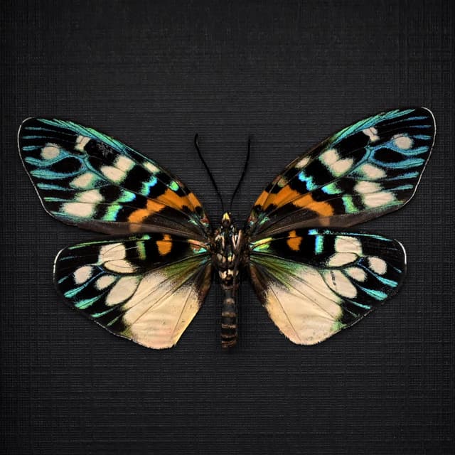 Real metallic Day Flying moth framed taxidermy - Erasmia pulchera chinensis