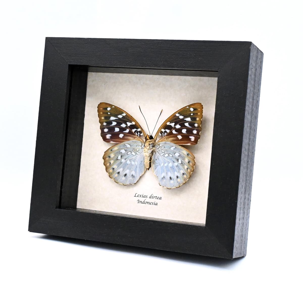 Real purple metallic butterfly framed taxidermy - Lexias dirtea - female