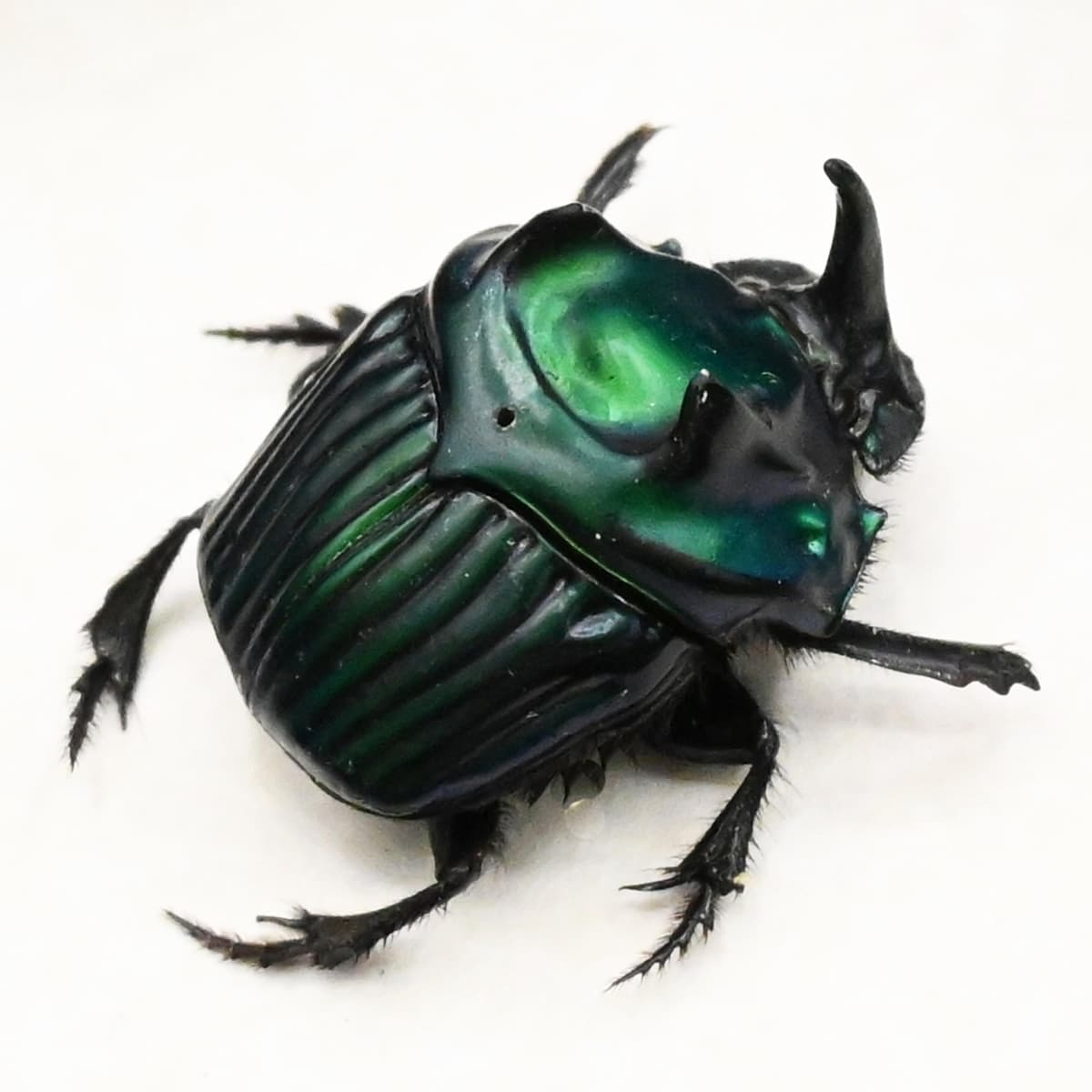 Real metallic green dung beetle framed taxidermy - Oxysternon conspicillatum