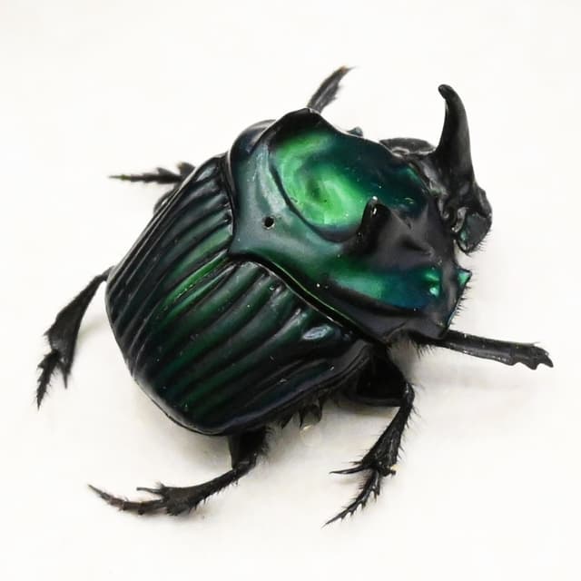 Real metallic green dung beetle framed taxidermy - Oxysternon conspicillatum