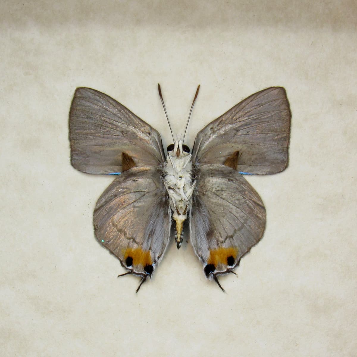 Rare metallic Silver Royal butterfly framed taxidermy - Ancema blanka
