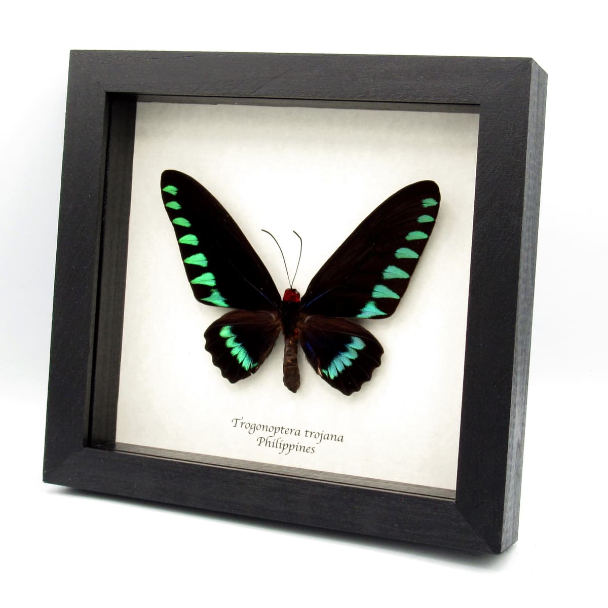 Giant Palawan Birdwing butterfly framed specimen - Trogonoptera trojana