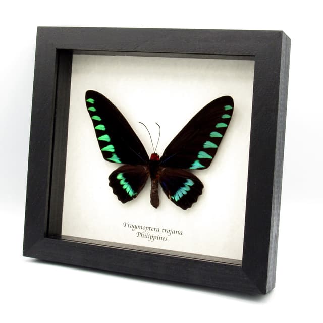 Giant Palawan Birdwing butterfly framed specimen - Trogonoptera trojana