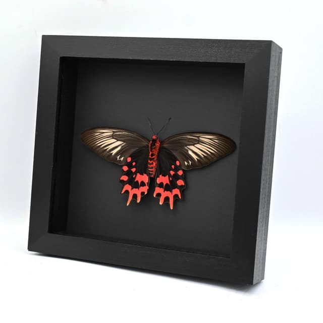 Real XL Vampire butterfly framed taxidermy - Atrophaneura semperi albofasciata - female - Victorian mount